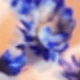 藍色