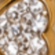 Gold 10