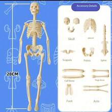Kerangka dan Organ Dalam yang Dapat Dilepas - Cocok untuk Model Pengajaran Anatomi, Sempurna untuk Penggunaan di Kelas Sains, Alat Pendidikan Praktis; Model ini Dapat Menampilkan Struktur Organ Kompleks dengan Detail. - MultiWarna - View 7