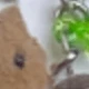 Multicolor