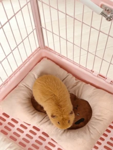 1pc Soft Plush Pet Blanket Bed, Suitable For Guinea Pigs, Rabbits, Hamsters, Rats, Warm Comfortable Sleep Insulation Pad, Cute Cartoon Pattern, Orange White/Brown, Small Animal Cage Accessory, Easy To Clean - Multicolor - View 5