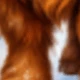 Christmas Highland Cow