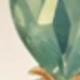 44048 Green