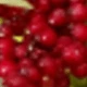 144 Money Plant Red Berry Christmas Vine.