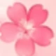 Blossoming Cherry Blossoms