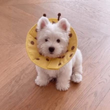 Elizabeth Collar Dog Head Cover Soft Collar Anti-Licking Device For Small Dogs, Cat Collar Anti-Biting Doesn't Affect Eating, Post-Surgery Collar - Multicolor - View 6
