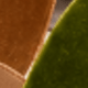 Brown + Olive Green