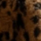 Brown Leopard Print