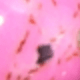 Gold-threaded Rose Pink Turquoise