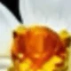 14 Kuning Keemasan
