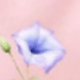 彩色