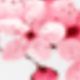 Falling Cherry Blossoms, Leaving Spring