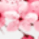 Falling Cherry Blossoms, Leaving Spring