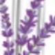 Multi-color-lavender