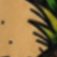 彩色