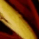 34294-ear-g