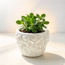 1pc Nordic Style Embossed Texture Planter, ABS Resin Printed Pebble Design 8*5.5cm, Suitable For Living Room, Balcony Greenery, Office Desk, Desktop Potted Plants, Dorm Decor Ornament Planter - A - View 1