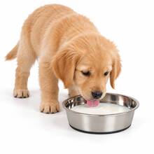 Stainless Steel Pet Bowl With Non-Slip Silicone Base, Round Food & Water Dish For Dogs & Cats, Milk & Snack Feeding Bowl, Easy To Clean, Silver - 500ml - View 1