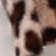 متعدد الألوان