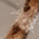 متعدد الألوان
