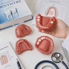 Gingival Model, 1:1 Scale Gingival Display Model, Detachable Matching Denture Model Display Model, Oral Anatomy Learning And Demonstration Tool, Oral Dental Practice Model, Collection Model, Hall Display Model, Desktop Display Material. - Multicolor - View 10