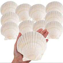 10 buah Kerang Laut Alami Ukuran Besar, Cocok untuk Kerajinan Tangan DIY, Lukisan, Pembuatan Perhiasan, Dekorasi Rumah, Properti Fotografi, Hadiah Dekorasi Pernikahan. Ukuran: 6-7 cm - kerang - View 8