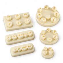 Dental Caries Model, Can Be Used As Collectible Decor, Store Entrance Display Model, Practice Model, Caries Exhibition Display Model, Caries Introduction Tool - Multicolor - View 14