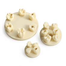 Dental Caries Model, Can Be Used As Collectible Decor, Store Entrance Display Model, Practice Model, Caries Exhibition Display Model, Caries Introduction Tool - Multicolor - View 5