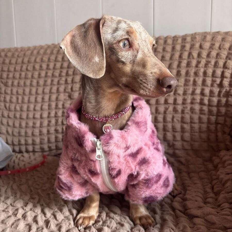 Dog Coat Pet Plush Jacket Dachshund Clothes Home Daily Wear Mini Small Dog Pink Leopard Print Zipper Soft Plush Puppy Clothes