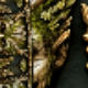 Moss Green