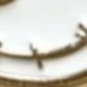 متعدد الألوان