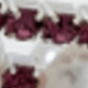 Wine Red BA025E