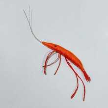 3pcs/Set Dynamic Shrimp-Shaped Cat Toys, Suitable For Kittens And Adult Cats, Interactive Hunting Toys, Shrimp-Shaped Toys Wiggle, Nylon Material, Chewable, Suitable For Pouncing And Exercise, Pet Herbal Plant Intelligence Toys, Promote Play And Intellectual Development. - View 7