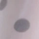 رمادي