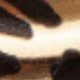 متعدد الألوان