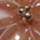 Mocha Brown